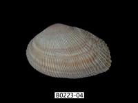 藏品(紫晃蛤)的圖片